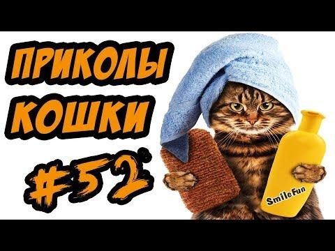 Смешные Кошки Коты ДО СЛЁЗ Видео Приколы с Котами Кошками 2017