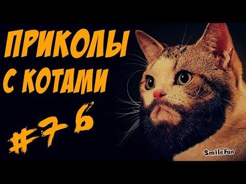 Смешные кошки и коты 2017 Приколы с котами и кошками 2017 Funny Cats Compilation
