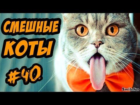 Приколы с Котами 2017 ДО СЛЁЗ Смешные коты и кошки