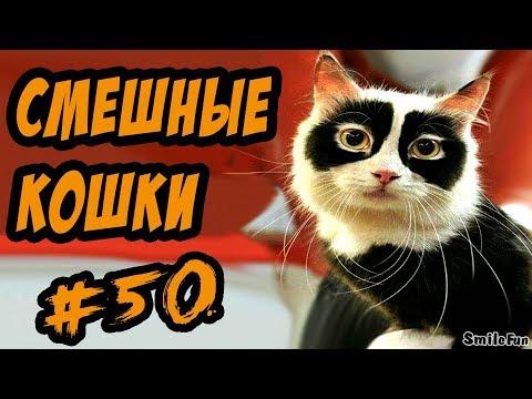 Приколы с Кошками ДО СЛЁЗ Смешные Коты 2017 Видео про котов