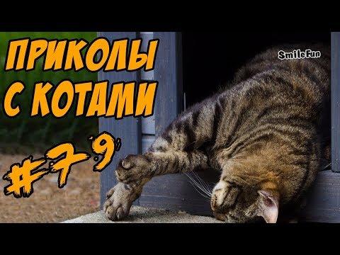 Приколы с котами и кошками 2017 Смешные коты и кошки 2017 Funny Cats Compilation 2017