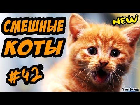 Смешные Коты Кошки Свежак Приколы ДО СЛЁЗ С Кошками